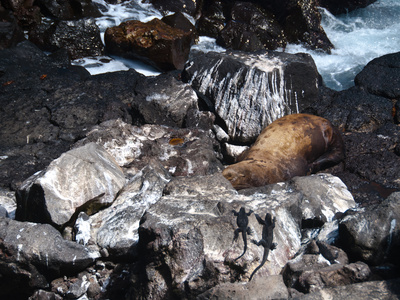 Meerechsen Und Seeloewe Auf Galapagos by Oliver Schwartz Pricing Limited Edition Print image