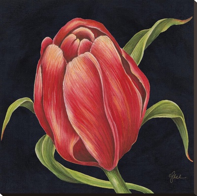 Tulipe Rouge by Constance Lael Pricing Limited Edition Print image