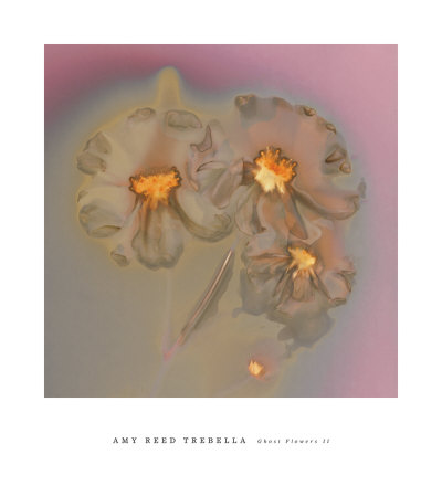 Ghost Flowers Ii by Amy Trebella Pricing Limited Edition Print image