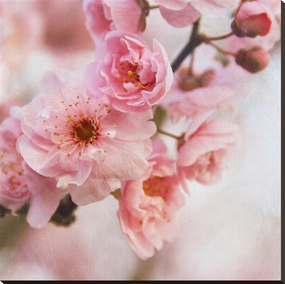 Blossom Ii by Heather Johnston Pricing Limited Edition Print image