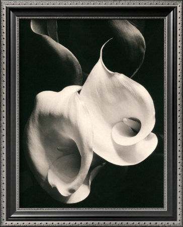 Two Callas by Imogen Cunningham Pricing Limited Edition Print image