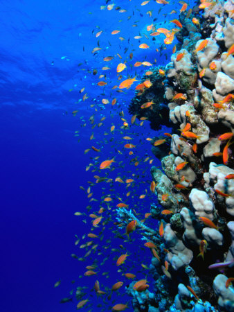 Anthias Shoal At Thomas Reef In The Red Sea, Tiran Island, Egypt by Mark Webster Pricing Limited Edition Print image