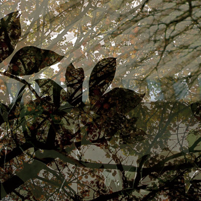 Vegetaux 13, 2008 by Nicolas Le Beuan Benic Pricing Limited Edition Print image