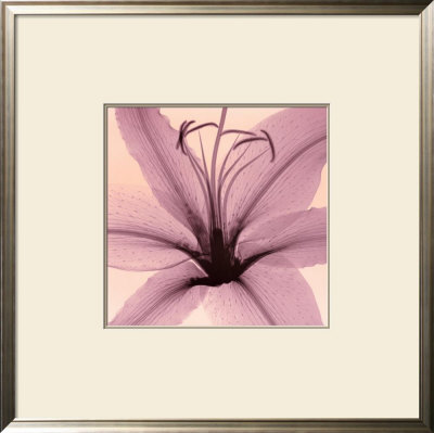 Lily by Steven N. Meyers Pricing Limited Edition Print image