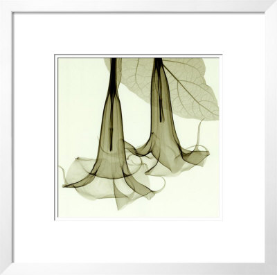 Datura by Steven N. Meyers Pricing Limited Edition Print image