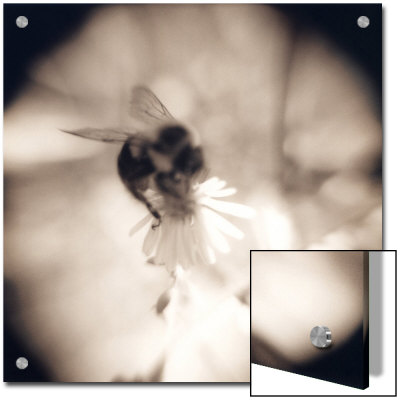 Bumblebee, No. 1 by Jennifer Shaw Pricing Limited Edition Print image