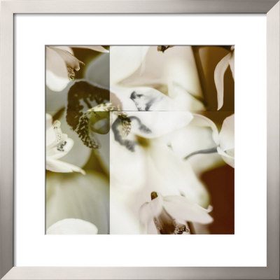 Cymbidium Orchid Ii by Jane Ann Butler Pricing Limited Edition Print image