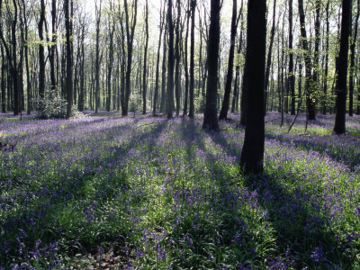 Bluebells In Beech Woodland, Micheldever, Hampshire by Adam Burton Pricing Limited Edition Print image