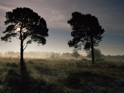 Early Morning On Heathland In The New Forest, Hampshire by Adam Burton Pricing Limited Edition Print image