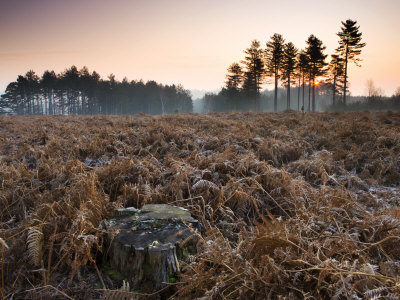 Frost Covered Bracken On Cleared Enclosure, New Forest National Park, Hampshire, England by Adam Burton Pricing Limited Edition Print image