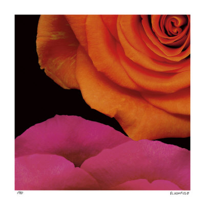 April Roses by Pip Bloomfield Pricing Limited Edition Print image