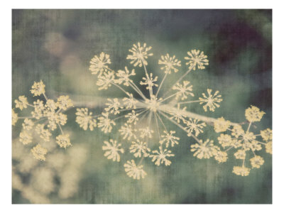 Queen Ann's Lace I by Meghan Mcsweeney Pricing Limited Edition Print image