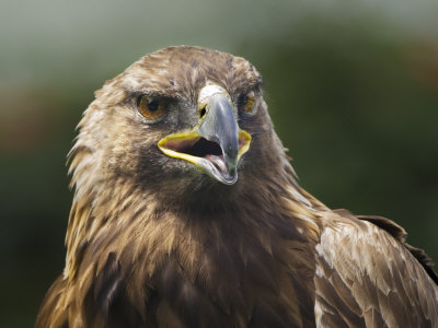 Headshot Of An Eagle by Images Monsoon Pricing Limited Edition Print image
