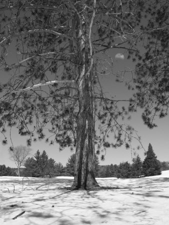 Pine At Midday With Three-Quarters Moon by Images Monsoon Pricing Limited Edition Print image
