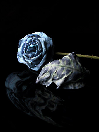 Dried Blue Rose And Leaf by Ilona Wellmann Pricing Limited Edition Print image