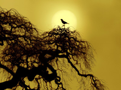 A Bird On A Tree by Ilona Wellmann Pricing Limited Edition Print image