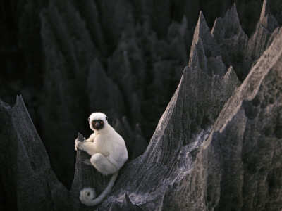 Decken's Sifaka Lemur In The Grand Tsingy by Stephen Alvarez Pricing Limited Edition Print image