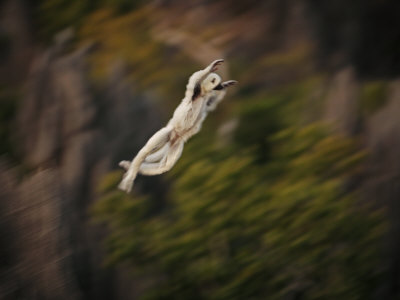 Decken's Sifaka Lemur Leaps A Chasm Of A Hundred Feet by Stephen Alvarez Pricing Limited Edition Print image