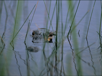 American Alligator Just Barely Submerged In A Pond by Stephen Alvarez Pricing Limited Edition Print image