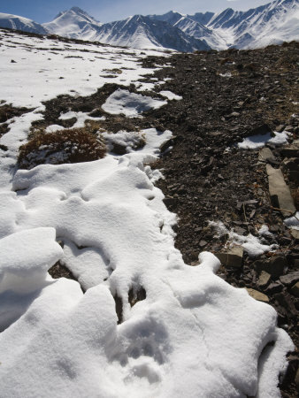 Snow Leopard Tracks In Hemis National Park by Steve Winter Pricing Limited Edition Print image