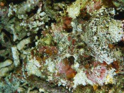 Well Camouflaged Stonefish Resting On The Sea Floor by Tim Laman Pricing Limited Edition Print image