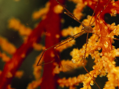 Arrow Crab On A Soft Coral by Tim Laman Pricing Limited Edition Print image