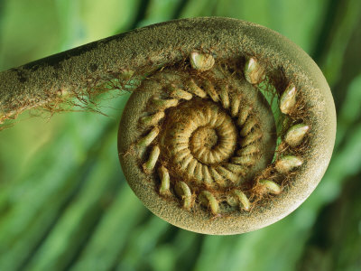 Close Detail Of The Fiddlehead Of A Giant Fern by Tim Laman Pricing Limited Edition Print image