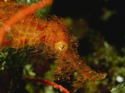 Close View Of The Head Of An Irish Setter Ghost Pipefish by Tim Laman Pricing Limited Edition Print image