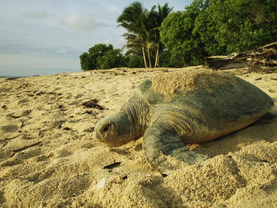 Green Sea Turtle Crawling On A Tropical Beach by Tim Laman Pricing Limited Edition Print image