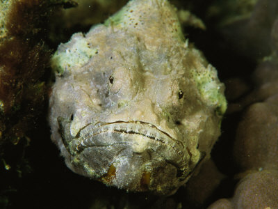 Looking Like A Chunk Of Stone, A Devil Scorpion Fish Waits For Prey by Tim Laman Pricing Limited Edition Print image