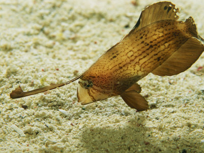 Razor Fish, Xyrichtys Splendens, Searching For Prey On The Sea Floor by Tim Laman Pricing Limited Edition Print image