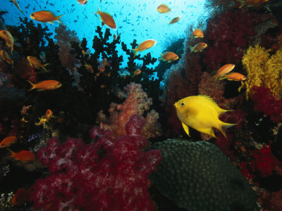Reef Scene With Soft And Hard Corals, Anthias And Golden Damsel Fish by Tim Laman Pricing Limited Edition Print image