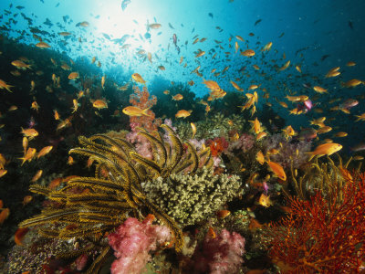Reef Scene With Soft Coral, Crinoids, Sea Fans, And Anthias Fish by Tim Laman Pricing Limited Edition Print image