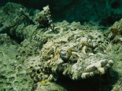 Well Camouflaged Crocodile Fish On The Sea Floor by Tim Laman Pricing Limited Edition Print image