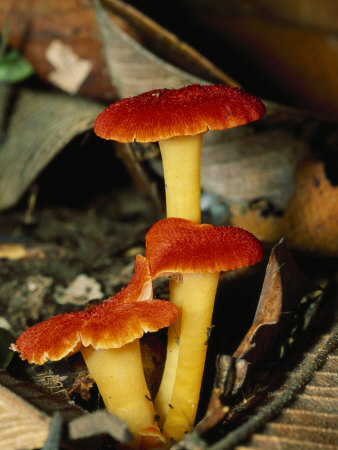 Colorful Mushrooms In Forest Floor Leaf Litter by Tim Laman Pricing Limited Edition Print image