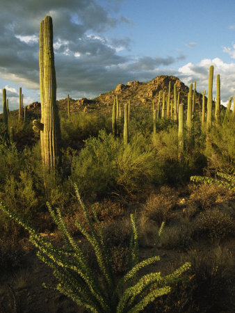 Desert Landscape With Saguaro Cacti And Other Plants by Tim Laman Pricing Limited Edition Print image