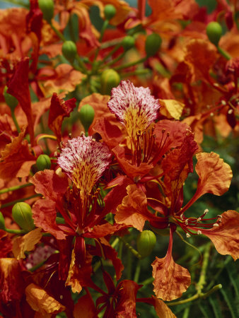 Flamboyant, Or Flame Tree, In Bloom by Tim Laman Pricing Limited Edition Print image