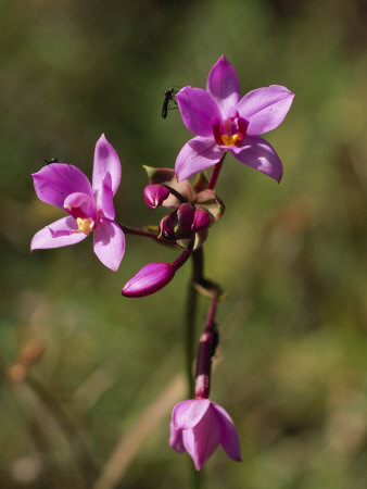 Flying Insect Resting On A Wild Orchid by Tim Laman Pricing Limited Edition Print image