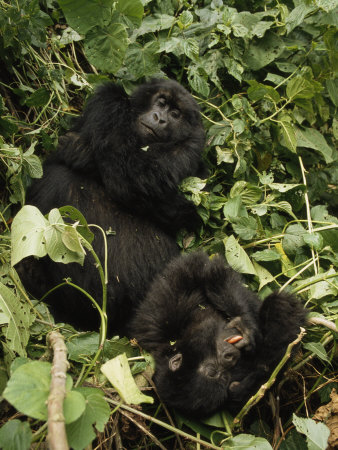 Pair Of Mountain Gorillas Resting In Foliage by Tim Laman Pricing Limited Edition Print image