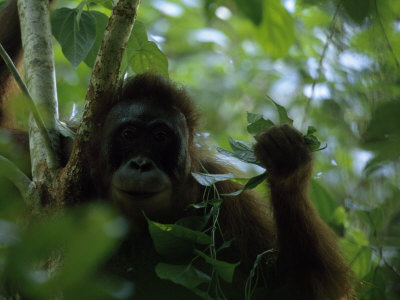 Orangutan Grasping A Bunch Of Leaves In A Woodland Setting by Tim Laman Pricing Limited Edition Print image