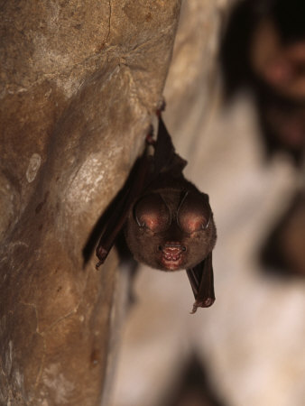 Bat Hanging From A Rock Face by Tim Laman Pricing Limited Edition Print image