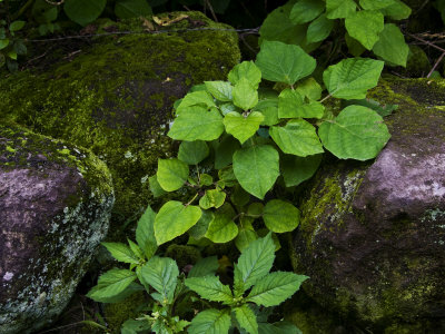 Close View Of Foliage And Moss Covered Rocks by Todd Gipstein Pricing Limited Edition Print image