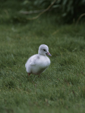 Trumpeter Swan (Cygnus Buccinator) Cygnet by Tom Murphy Pricing Limited Edition Print image