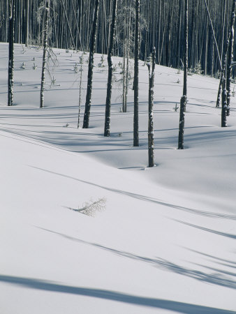 Frost-Covered Lodgepole Pine Trees On A Snowy Hill by Tom Murphy Pricing Limited Edition Print image