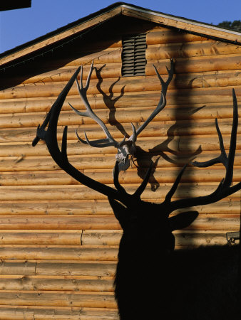 Silhouetted Bull Elk Frames An Antler Rack Displayed As Decoration by Tom Murphy Pricing Limited Edition Print image