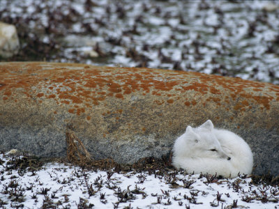 Arctic Fox, In Its White Winter Coat, Curled Against A Rock by Tom Murphy Pricing Limited Edition Print image