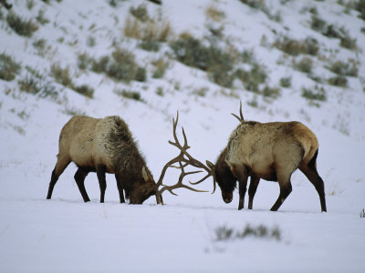 Pair Of Bull Elk Fight Using Their Antlers by Tom Murphy Pricing Limited Edition Print image
