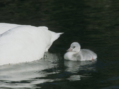 Trumpeter Swan Cygnet (Cygnus Buccinator) Behind Tail Feathers by Tom Murphy Pricing Limited Edition Print image