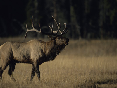 Bull Elk (Cervus Elaphus) Vocalizing by Tom Murphy Pricing Limited Edition Print image