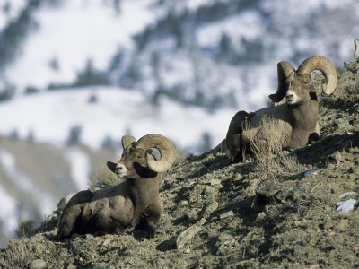 American Bighorn Sheep by Tom Murphy Pricing Limited Edition Print image
